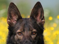 Dyaz  Bes.: Astrid Schibli : Iron und Dyaz